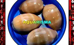 1 Pcs Cangkang Kerang Mini Cowry Cypraea Lyncina Carneola Grade A+