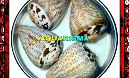 1 Pcs Cangkang Kerang Jumbo Kerucut Conidae Snail Conus Glaucus Grade A+