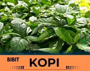 Petani Bibit Kopi, Harga Bibit Kopi Per Batang