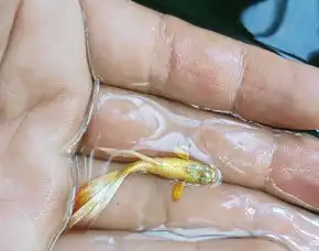 Gold Guppy