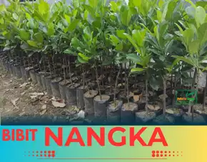Sentra Bibit Pertanian, Harga Bibit Nangka Mini