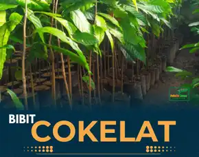 Sentra Bibit, Harga Bibit Kakao Edel, Bibit Kakao Hibrida F1 Pollarise