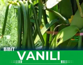 Sentral  Bibit Vanili Malang