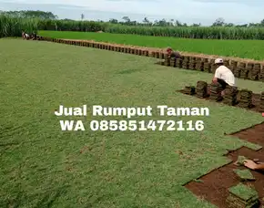 Rumput Taman Malang