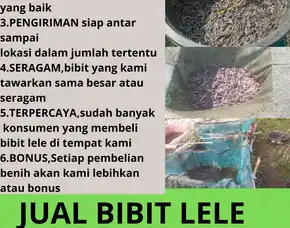 Garansi Hidup  Harga Bibit Lele Untuk Pemula Ukuran Seragam Cirebon Salatiga