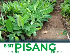 Bibit Pisang Raja Di Malang