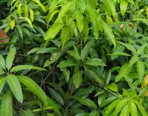 Bibit Unggul  Mangga Golek