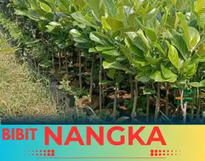 Sentra Bibit Pertanian, Bibit Nangka Unggul