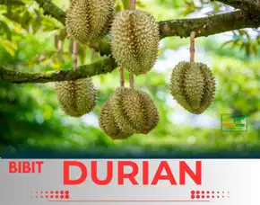 Hortikultura Buah  Bibit Durian Petruk