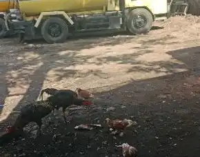 Sedot Wc Sukamaju Jonggol