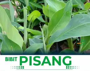 Jual Bibit Pisang Ambon Jogja