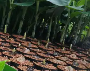 Sentral  Beli Bibit Pisang Kepok Kuning, Bibit Pisang Kepok Papua, Bibit Pisang Kepok Pontianak