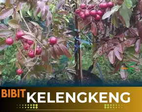 Agrocenter  Bibit Klengkeng Ruby