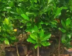 Sentra Bibit Pertanian, Bibit Nangka Jumbo