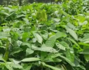 Pusat Bibit, Bibit Kakao Cokelat Hibrida, Kakao Hibrida Pollarisee