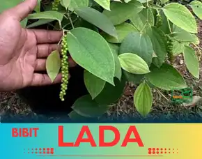 Pusat Bibit, Bibit Tanaman Lada
