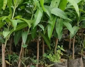 Bibit Unggul  Mangga Irwin