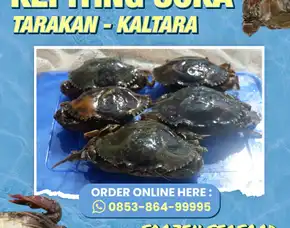 Fresh, Jual Daging Kepiting Kaleng Kabupaten Kota Baru Sungai Durian