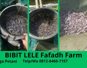 Cepat Panen  Harga Bibit Lele Untuk Pemula Kualitas Terjamin Bekasi Kota Tegal