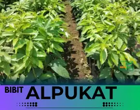 Hortikultura Buah  Bibit Alpukat Miki Banyuwangi