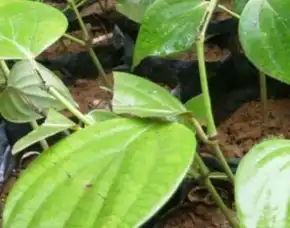 Pusat Bibit,  Benih Lada Bersertifikat