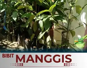 Sentral Bibit, Bibit Manggis Okulasi, Bibit Manggis Putih