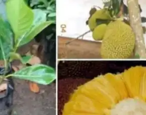 Sentra Bibit Pertanian, Bibit Nangka Cempedak