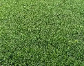 Jual Rumput Lapangan Sepak Bola Pekalongan Terdekat