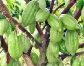 Pusat Bibit, Bibit Coklat Sambung Pucuk, Bibit Kopi Coklat Sulawesi Pollarise