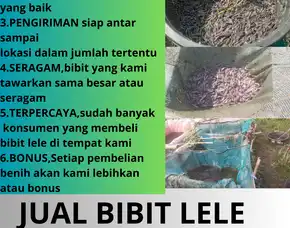 Lele Juara  Toko Bibit Lele Untuk Konsumsi Ukuran Seragam Cianjur Batang