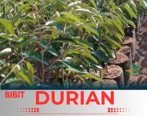 Sentra Pengadaan Bibitalamat  Bibit Durian Musang King Di Pekanbaru