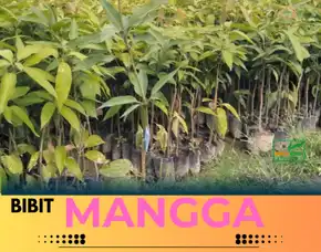 Hortikultura Bibit Unggul  Mangga Alpukat Di Solo