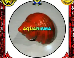 1 Pcs Cangkang Keong Medium Mata Lembu Turbo Tumidulus Merah Grade A+