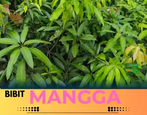 Hortikultura Bibit Unggul  Mangga Alpukat Pasuruan