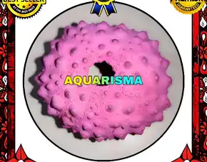 1 Pcs Cangkang Bulu Babi Big Pink Echinus Tylodes Echinoidea Sea Urchins Grade A+