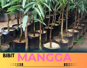 Hortikultura Bibit Unggul  Mangga Alpukat Pekanbaru