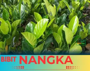 Sentra Bibit Pertanian, Harga Bibit Nangka Madu