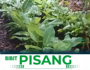 Jual Bibit Pisang Raja Sereh Di Bandung