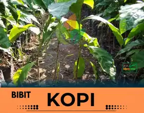 Petani Bibit Kopi, Bibit Kopi Geisha