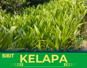 Sentra Bibit Kelapa, Bibit Kelapa Genjah Entokk Purworejo