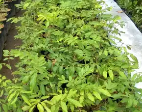 Harga Bibit Kelengkeng Aroma Durian