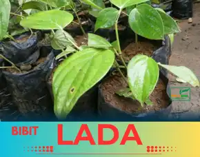 Pusat Bibit,  Pembekal Benih Lada