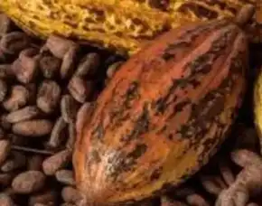 Sentra Bibit, Bibit Kakao Hibrida, Harga Bibit Kakao Sambung Pucuk Pollarise