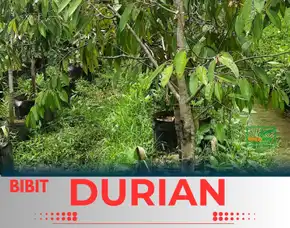 Hortikultura Buah  Bibit Memilih Bibit Durian Yang Bagus