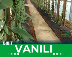 Sentral  Bibit Vanili Sumedang