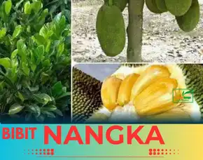 Sentra Bibit Pertanian, Bibit Pohon Nangka Mini