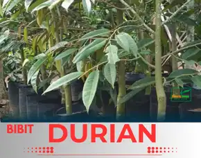 Sentra Pengadaan  Bibit Durian Montong 2 Meter