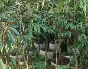Hortikultura Buah Bibit Durian Montong Bangkok