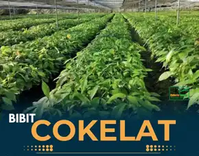 Pusat Harga Bibit Kakao Sulawesi, Bibit Kakao Iccri 09 Pollarise