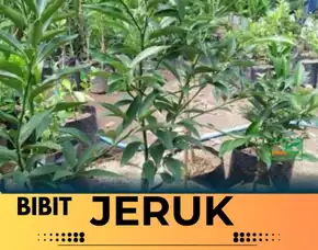 Hortikultura Buah  Bibit Jeruk Keprok Batu 55